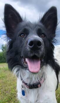 Glory -  Border Collie Dog for Adoption in Winnipeg, Manitoba - Glory | PetCurious