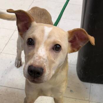 Leo -  Rat Terrier Dog for Adoption in Jacksonville, Arkansas - Leo | PetCurious