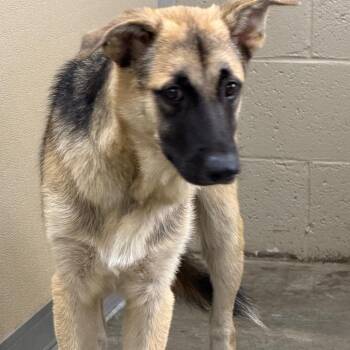 Tracker -  German Shepherd Dog Dog for Adoption in Madisonville, Kentucky - Tracker | PetCurious