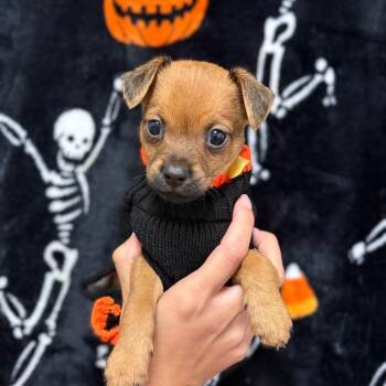 Brisket -  Chihuahua and Mixed Breed Dog for Adoption in San Antonio, Texas - Brisket | PetCurious