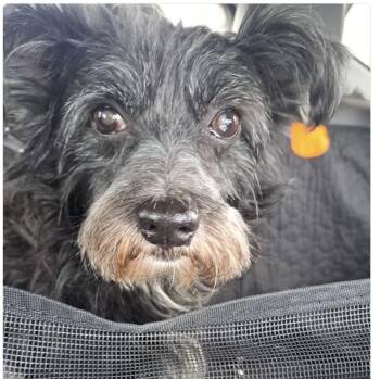 Rescue Schnauzer Dogs for Adoption in La Grange Park, Illinois - Leo II | PetCurious