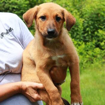 CT Gucci -  Labrador Retriever and Mixed Breed Dog for Adoption in Eastford, Connecticut - CT Gucci | PetCurious