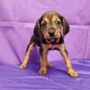 Ragnar -  Hound and Mixed Breed Dog for Adoption in North Myrtle Beach, South Carolina - Ragnar | PetCurious
