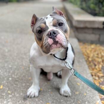 Rescue Bulldog Dogs for Adoption in Chicago, Illinois - Jett | PetCurious