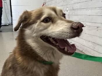 PETER -  Klee Kai Dog for Adoption in San Bernardino, California - PETER | PetCurious
