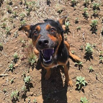 Rescue Mixed Breed Dogs for Adoption in Flagstaff, Arizona - Amos - Sweet & Silly Boy! Adopt $0! | PetCurious