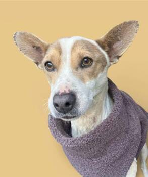 Chihuahua Dogs Available for Adoption in Breinigsville, Pennsylvania - Pawley | PetCurious