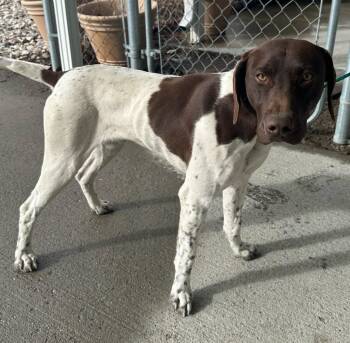 Utah - 53960214 -  German Shorthaired Pointer Dog for Adoption in Elko, Nevada - Utah - 53960214 | PetCurious