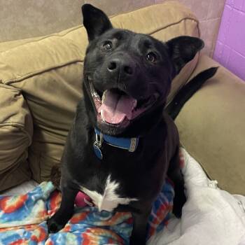 Rescue Labrador Retriever Dogs for Adoption in Springfield, Missouri - Beast | PetCurious