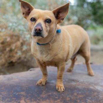 Chihuahua Dogs Available for Adoption in Palm Springs, California - Peggie | PetCurious