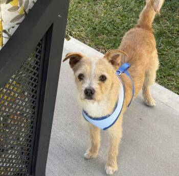 Border Terrier and Chihuahua Dogs Available for Adoption - Reggie | PetCurious