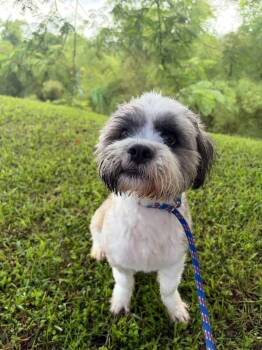 Eddie -  Shih Tzu Dog for Adoption in New York, New York - Eddie | PetCurious