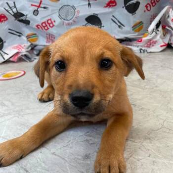 Mixed Breed Dogs Available for Adoption in Huntsville, Arkansas - (Event 5/20) Pickles | PetCurious