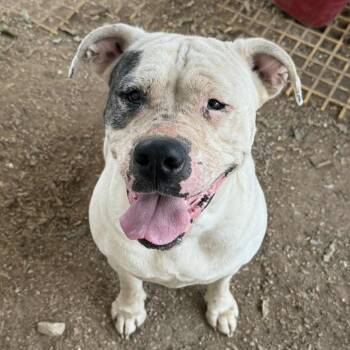 Rescue Pit Bull Terrier Dogs for Adoption in Stephenville, Texas - Bubble Bath | PetCurious