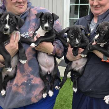 Mixed Breed Dogs Available for Adoption in Bedford, New Hampshire - Dagger | PetCurious