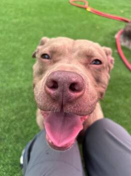 JACKY JAX -  Mixed Breed Dog for Adoption in Jacksonville, Florida - JACKY JAX | PetCurious