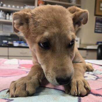 Pompom -  Belgian Shepherd Malinois and Mixed Breed Dog for Adoption in Flagstaff, Arizona - Pompom | PetCurious