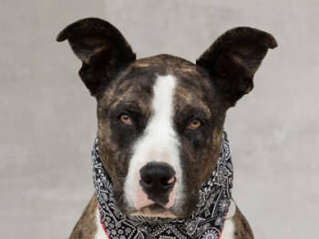 Rescue Mixed Breed Dogs for Adoption in Longmont, Colorado - Milo | PetCurious