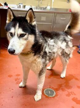 Siberian Husky Dogs Available for Adoption in Douglasville, Georgia - Serverus | PetCurious
