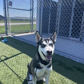 Siberian Husky and Australian Shepherd Dogs Available for Adoption in Liberty, Missouri - Artemis | PetCurious