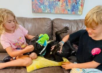 Roscoe Cuddle Family Dog -  Pit Bull Terrier and Black Labrador Retriever Dog for Adoption in Friendswood, Texas - Roscoe Cuddle Family Dog | PetCurious