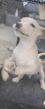 Rescue Labrador Retriever Dogs for Adoption in Riverton, Utah - Eda | PetCurious