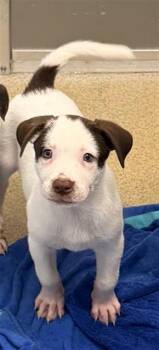 A807300 -  Labrador Retriever Dog for Adoption in San Antonio, Texas - A807300 | PetCurious