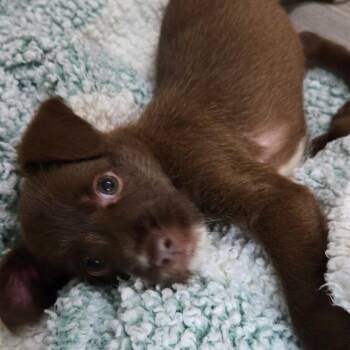 Mixed Breed Dogs Available for Adoption in Durham, North Carolina - Chrissy | PetCurious