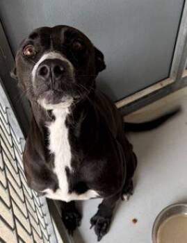 Rescue Pit Bull Terrier and Mixed Breed Dogs for Adoption in Cumming, Georgia - Nyla 732-25 | PetCurious