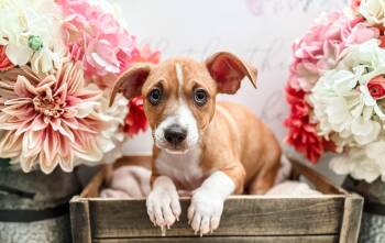 Rescue Beagle and Chihuahua Dogs for Adoption in Newberg, Oregon - Aspen | PetCurious