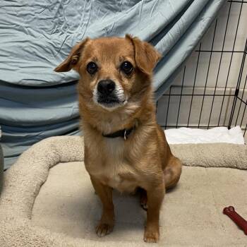 Westin -  Mixed Breed Dog for Adoption in Chattanooga, Tennessee - Westin | PetCurious