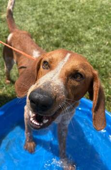 Rescue Coonhound Dogs for Adoption in Washington Court House, Ohio - Ryan | PetCurious