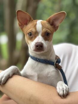 Isabel -  Chihuahua Dog for Adoption in Meherrin, Virginia - Isabel | PetCurious