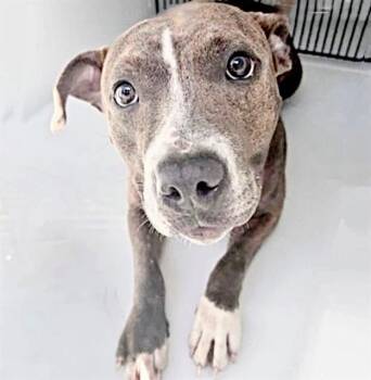 A658546 -  Pit Bull Terrier Dog for Adoption in Houston, Texas - A658546 | PetCurious