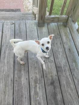 Milo Jr. -  Chihuahua Dog for Adoption in New Bern, North Carolina - Milo Jr. | PetCurious
