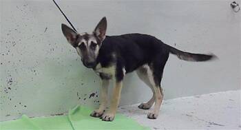 BRIAR -  German Shepherd Dog and Mixed Breed Dog for Adoption in Houston, Texas - BRIAR | PetCurious