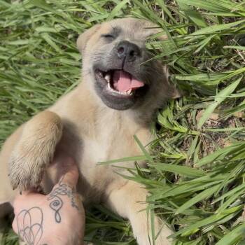 German Shepherd Dog Dogs Available for Adoption in Cleveland, Texas - Blaire | PetCurious