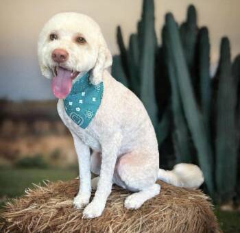 Bernadoodle Dogs Available for Adoption - Brody | PetCurious