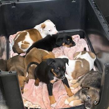 Australian Shepherd and Mixed Breed Dogs Available for Adoption in Rossville, Georgia - Reptar  (female) | PetCurious