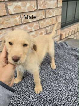 Goldendoodle and Labrador Retriever Dogs Available for Adoption - Murphy  | PetCurious