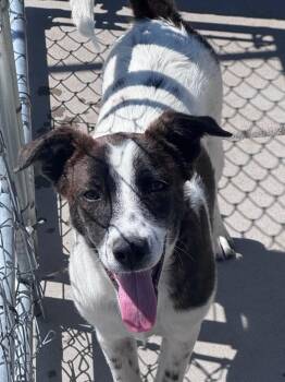 Buene Brillo -  Cattle Dog and Shepherd Dog for Adoption in Fort Lupton, Colorado - Buene Brillo | PetCurious