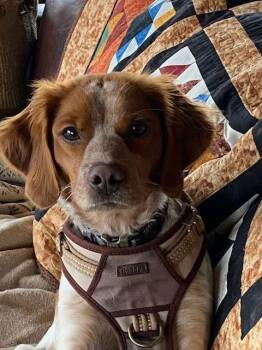Brittany Spaniel Dogs Available for Adoption - WA/Penny | PetCurious