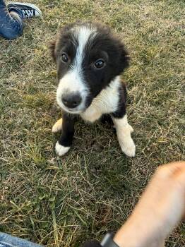 Mixed Breed and Miniature Pinscher Dogs Available for Adoption - Vada | PetCurious