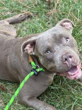 Rescue American Staffordshire Terrier Dogs for Adoption in Dover, Arkansas - Canyon | PetCurious