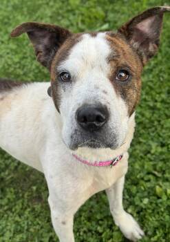 Dottie -  Pit Bull Terrier and Shar Pei Dog for Adoption in Anderson, Indiana - Dottie | PetCurious