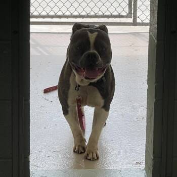 S64038 -  Mixed Breed Dog for Adoption in Newark, New Jersey - S64038 | PetCurious