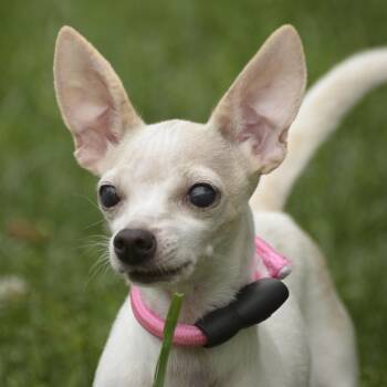 Valaria -  Chihuahua Dog for Adoption in Lambertville, New Jersey - Valaria | PetCurious