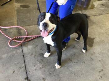 Rescue Pit Bull Terrier Dogs for Adoption in Riverside, California - OREO | PetCurious