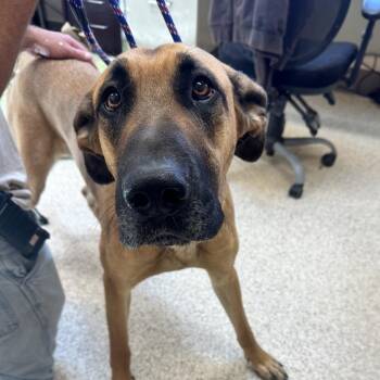 Glory -  Shepherd and Great Dane Dog for Adoption in Salt Lake City, Utah - Glory | PetCurious