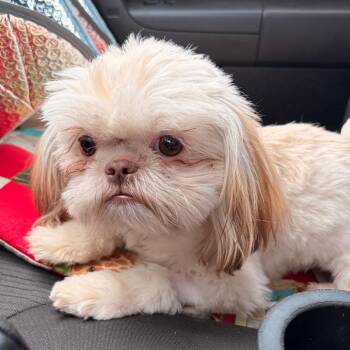 Pixie -  Shih Tzu Dog for Adoption in Edinburg, Texas - Pixie | PetCurious